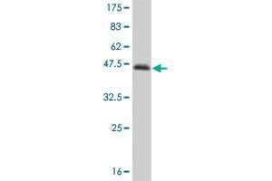 Western Blotting (WB) image for anti-Nuclear Factor I/C (CCAAT-Binding Transcription Factor) (NFIC) (AA 314-423) antibody (ABIN561977)