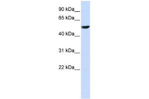 CYB561 antibody used at 1 ug/ml to detect target protein.