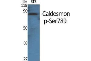 Western Blot (WB) analysis of specific cells using Phospho-Caldesmon (S789) Polyclonal Antibody. (Caldesmon antibody  (pSer789))