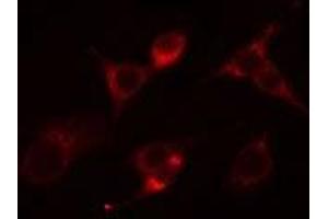 ABIN6266546 staining Hela cells by IF/ICC. (Glucagon antibody)