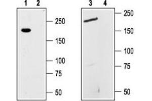 Western blot analysis of rat GH3 pituitary tumor cell line (lanes 1 and 2) and mouse brain (lanes 3 and 4) lysates: - 1,3.