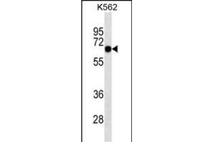 SOX9 Antibody (ABIN1539825 and ABIN2843808) western blot analysis in K562 cell line lysates (35 μg/lane). (SOX9 antibody  (AA 41-70))