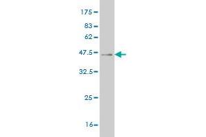 Western Blot detection against Immunogen (37. (SIX4 antibody  (AA 672-780))