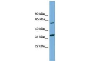Image no. 1 for anti-X-Prolyl Aminopeptidase (Aminopeptidase P) 3, Putative (XPNPEP3) (AA 35-84) antibody (ABIN6745173) (XPNPEP3 antibody  (AA 35-84))