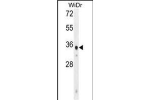 WDR5B Antibody (N-term) (ABIN655005 and ABIN2844640) western blot analysis in WiDr cell line lysates (35 μg/lane).