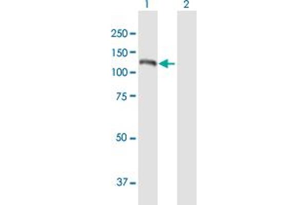 Nucleolar Protein 6 antibody  (AA 1-1143)