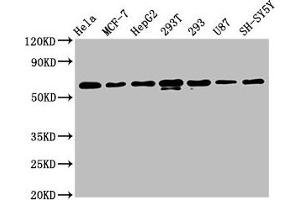 Western Blot Positive WB detected in: Hela whole cell lysate, MCF-7 whole cell lysate, HepG2 whole cell lysate, 293T whole cell lysate, 293 whole cell lysate, U87 whole cell lysate, SH-SY5Y whole cell lysate All lanes: HNRNPK antibody at 1. (Recombinant HNRNPK antibody)