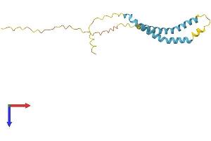AlphaFold protein structure predicition of Human Recombinant TMEM88B Protein, UniprotID A6NKF7 (TMEM88B Protein (AA 1-163) (His tag))