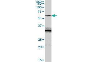 SIAE MaxPab polyclonal antibody. (SIAE antibody  (AA 1-523))