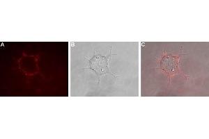 Expression of KV1. (KCNA1 antibody  (Extracellular) (Atto 594))
