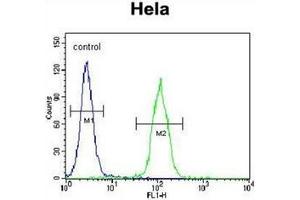 Flow cytometric analysis of Hela cells using LMTK3 Antibody (N-term) Cat. (LMTK3 antibody  (N-Term))