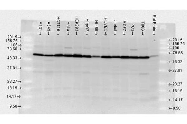 HSP70 antibody  (HRP)