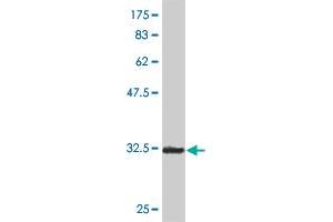 SOX12 antibody  (AA 252-313)