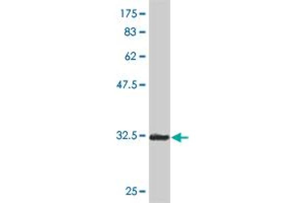 SOX12 antibody  (AA 252-313)