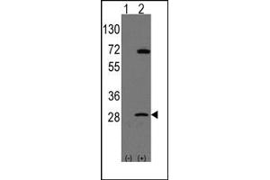 Image no. 1 for anti-Prohibitin (PHB) (N-Term) antibody (ABIN357836) (Prohibitin antibody  (N-Term))