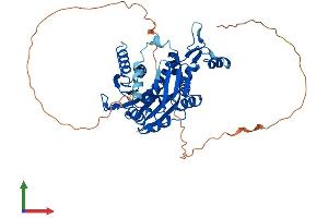 AlphaFold protein structure predicition of Mouse Recombinant Rnmt Protein, UniprotID Q9D0L8 (RNMT Protein (AA 1-465) (His tag))