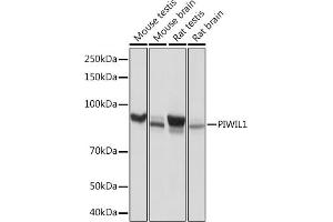 PIWIL1 anticorps