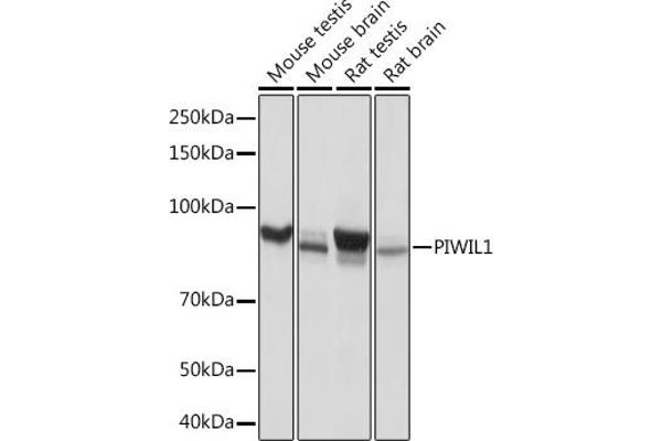 PIWIL1 Antikörper