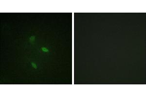 Peptide - +Immunofluorescence analysis of NIH/3T3 cells, using Cyclin(Ab-392) antibody. (Cyclin E2 antibody)