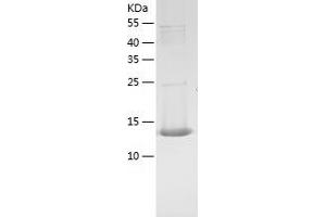 Western Blotting (WB) image for NHP2 Non-Histone Chromosome Protein 2-Like 1 (NHP2L1) (AA 1-128) protein (His tag) (ABIN7286531) (NHP2L1 Protein (AA 1-128) (His tag))