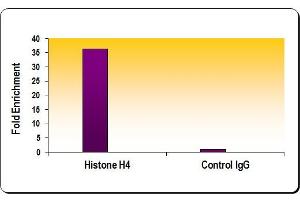 Histone H4 antibody (pAb) tested by ChIP Performed using HeLa Chromatin (1. (Histone H4 antibody  (AA 43-54))