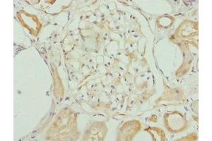 Immunohistochemistry of paraffin-embedded human kidney tissue using ABIN7157482 at dilution of 1:100 (KHDRBS3 antibody  (AA 177-346))