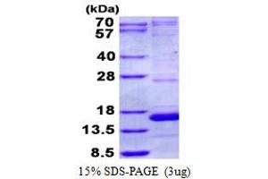 Image no. 1 for NADH Dehydrogenase (Ubiquinone) 1 alpha Subcomplex, 5, 13kDa (NDUFA5) protein (His tag) (ABIN1098210)