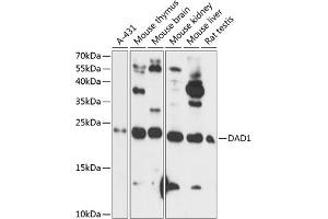 Western blot analysis of extracts of various cell lines, using D antibody (ABIN7266720) at 1:1000 dilution. (DAD1 antibody  (AA 1-100))
