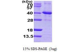 SDS-PAGE (SDS) image for Sirtuin 2 (SIRT2) (AA 1-352) protein (His tag) (ABIN667280) (SIRT2 Protein (AA 1-352) (His tag))