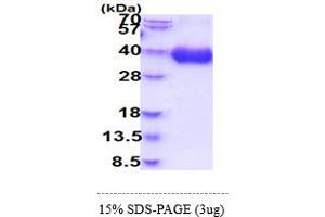 SDS-PAGE (SDS) image for CD80 (CD80) (AA 35-242) (Active) protein (His tag) (ABIN6388100)