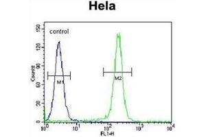 Flow cytometric analysis of Hela cells using FNIP2 Antibody (C-term) Cat. (FNIP2 antibody  (C-Term))