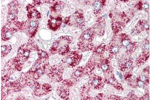 Anti-ORMDL1 antibody IHC staining of human liver. (ORMDL1 antibody)