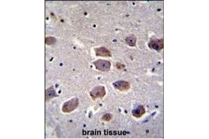 NAT12 Antibody (C-term) (ABIN655139 and ABIN2844763) immunohistochemistry analysis in formalin fixed and paraffin embedded human brain tissue followed by peroxidase conjugation of the secondary antibody and DAB staining. (NAA30 antibody  (C-Term))