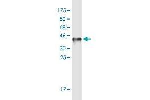 Western Blot detection against Immunogen (37. (MIPEP antibody  (AA 611-713))