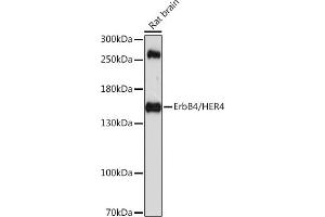 Western blot analysis of extracts of rat brain, using ErbB4/HER4 antibody (ABIN6134572, ABIN6140256, ABIN6140258 and ABIN6213976) at 1:1000 dilution. (ERBB4 antibody  (AA 1150-1250))