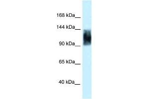 WB Suggested Anti-Srrm1 Antibody   Titration: 1. (SRRM1 antibody  (C-Term))
