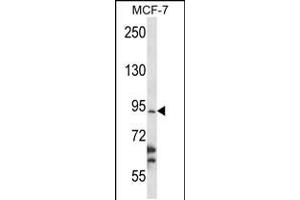Western blot analysis in MCF-7 cell line lysates (35ug/lane). (RBM28 antibody  (N-Term))