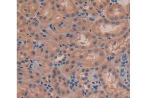 Used in DAB staining on fromalin fixed paraffin- embedded kidney tissue (FBLN7 antibody  (AA 223-440))