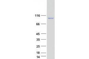 Validation with Western Blot (NAALADL1 Protein (Myc-DYKDDDDK Tag))