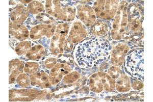 P4HB antibody was used for immunohistochemistry at a concentration of 4-8 ug/ml to stain Epithelial cells of renal tubule (arrows) in Human Kidney.