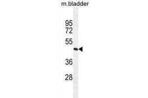Western Blotting (WB) image for anti-Phosphatidic Acid Phosphatase Type 2 Domain Containing 1A (PPAPDC1A) antibody (ABIN2996072)