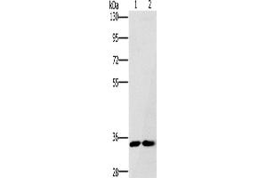 Western Blotting (WB) image for anti-Fas Apoptotic Inhibitory Molecule 2 (FAIM2) antibody (ABIN2430056) (FAIM2 antibody)