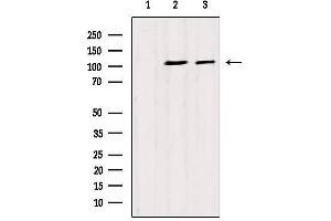 Western blot analysis of extracts from various samples, using CAPRIN1 Antibody.