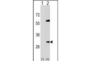 Western blot analysis of SNF8 (arrow) using rabbit polyclonal SNF8 Antibody (N-term) (ABIN1539325 and ABIN2849028). (SNF8 antibody  (N-Term))