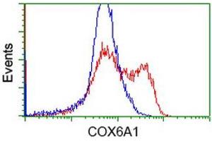 Flow Cytometry (FACS) image for anti-Cytochrome C Oxidase Subunit VIa Polypeptide 1 (COX6A1) antibody (ABIN1497581) (COX6A1 antibody)