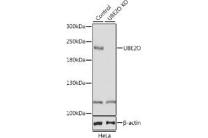 Western blot analysis of extracts from normal (control) and UBE2O knockout (KO) HeLa cells, using UBE2O antibody (ABIN6130342, ABIN6149817, ABIN6149818 and ABIN7101351) at 1:1000 dilution.