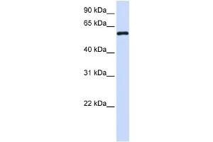 WB Suggested Anti-MTX1 Antibody Titration:  0. (Metaxin 1 antibody  (C-Term))