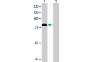 Western Blot analysis of VWA5A expression in transfected 293T cell line by VWA5A MaxPab polyclonal antibody. (VWA5A antibody  (AA 1-786))