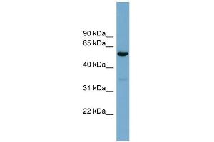 WB Suggested Anti-ACTR10 Antibody Titration: 0.