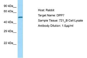 Western Blotting (WB) image for anti-Dipeptidyl-Peptidase 7 (DPP7) (Middle Region) antibody (ABIN2790177) (DPP7 antibody  (Middle Region))